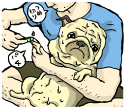 co-chan pug 2 sticker #10194516