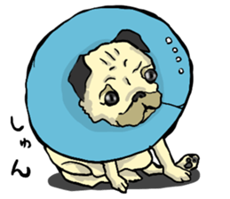 co-chan pug 2 sticker #10194523