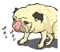 co-chan pug 2 sticker #10194524