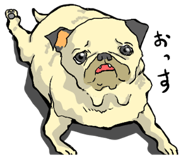 co-chan pug 2 sticker #10194526