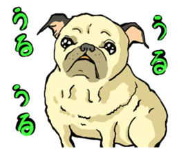 co-chan pug 2 sticker #10194530