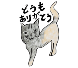 Clumsy but pretty cat sticker #10204718