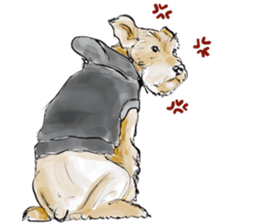 Our M.Schnauzers - White sticker #10218053