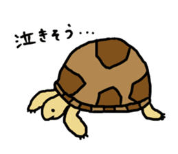 tortoises 2 sticker #10220864