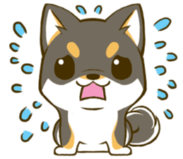 Japanese Black Shiba Inu tan 3 sticker #10221029
