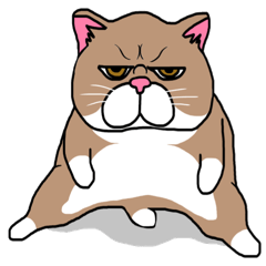 BUSANEKO Two cats MUSASHI and KOJIROU