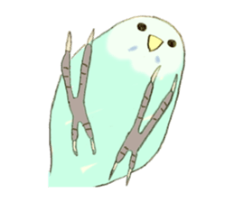 Budgerigar Kuu sticker #10241648