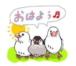 Birds of Variety pack sticker #10248856