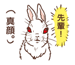 Rabbit love the seniors. sticker #10250379