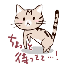 Mocha of american shorthair sticker #10253907