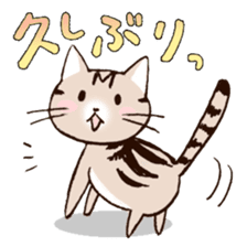 Mocha of american shorthair sticker #10253909