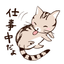 Mocha of american shorthair sticker #10253917