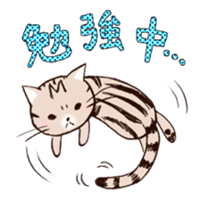 Mocha of american shorthair sticker #10253918