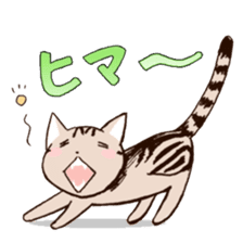 Mocha of american shorthair sticker #10253923