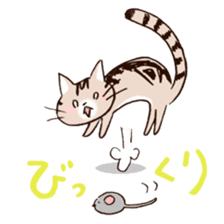 Mocha of american shorthair sticker #10253933