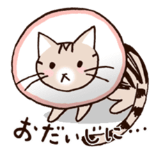 Mocha of american shorthair sticker #10253934