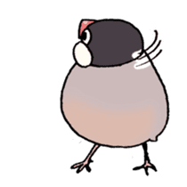 Powerful Java sparrow 2nd sticker #10256458