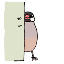 Powerful Java sparrow 2nd sticker #10256476