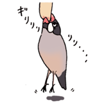 Powerful Java sparrow 2nd sticker #10256479