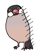Powerful Java sparrow 2nd sticker #10256482