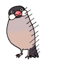 Powerful Java sparrow 2nd sticker #10256482