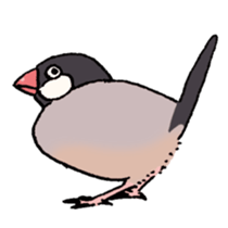 Powerful Java sparrow 2nd sticker #10256483