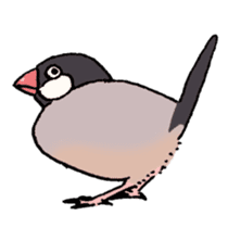 Powerful Java sparrow 2nd sticker #10256483