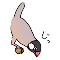 Powerful Java sparrow 2nd sticker #10256486