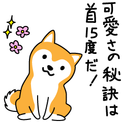 Red Shiba dog teacher.