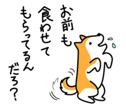 Red Shiba dog teacher. sticker #10269594