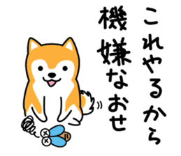 Red Shiba dog teacher. sticker #10269597