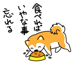 Red Shiba dog teacher. sticker #10269599