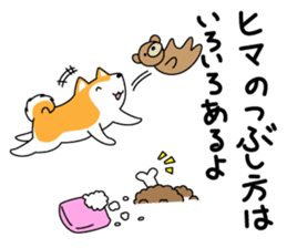 Red Shiba dog teacher. sticker #10269611