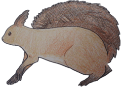 Scriurus vulgaris orientis's sticker #10270890