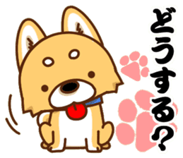 It is a Japanese midget Shiba around2 sticker #10276544