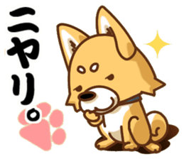 It is a Japanese midget Shiba around2 sticker #10276563