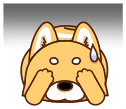 It is a Japanese midget Shiba around2 sticker #10276566