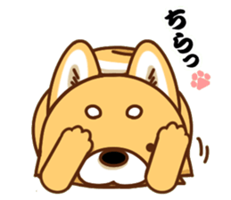 It is a Japanese midget Shiba around2 sticker #10276567