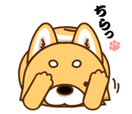 It is a Japanese midget Shiba around2 sticker #10276567