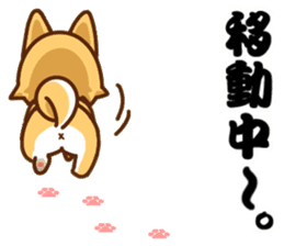 It is a Japanese midget Shiba around2 sticker #10276569