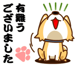 It is a Japanese midget Shiba around2 sticker #10276573
