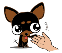 Cute Choc chip (Chiwawa dog) sticker #10304520