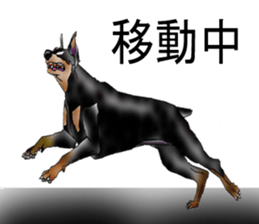 Doberman sticker #10327799