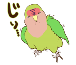 true parrots.1 sticker #10347805