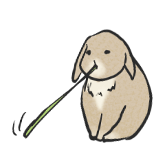 Holland rop ear rabbit Moco 3