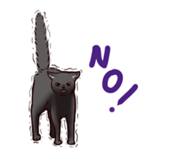 Blackcat & bigdog sticker #10358961