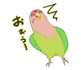 true parrots.2 sticker #10370964