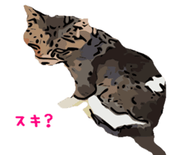 Cat Cat  Cat sticker #10378921
