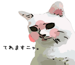 Cat Cat  Cat sticker #10378928