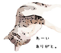 Cat Cat  Cat sticker #10378938